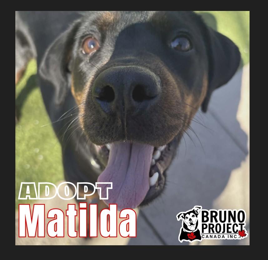 Matilda, adopted, Young Female Rottweiler.