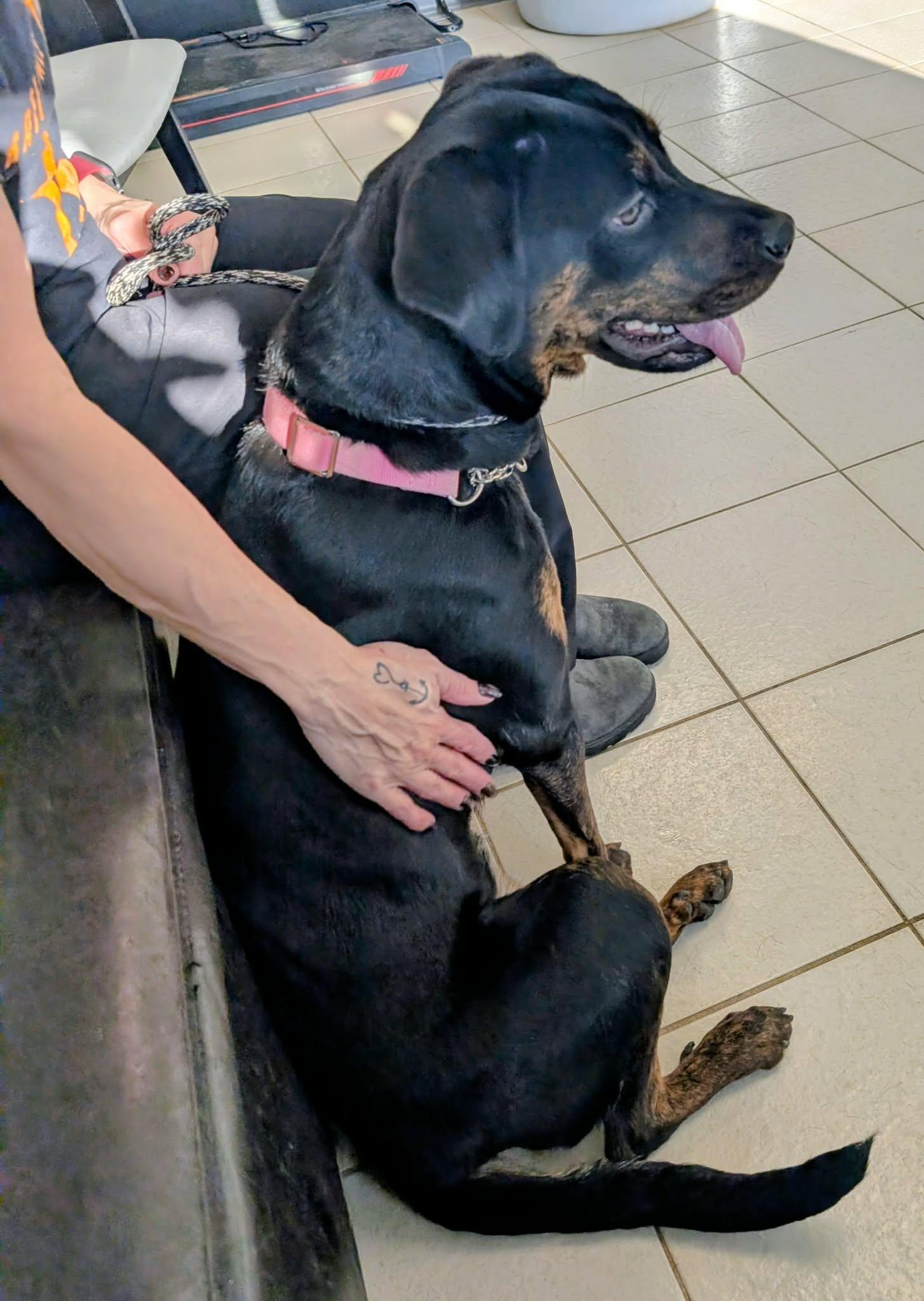 Enlarge Matilda, an adopted mixed breed in St Catharines, ON image 6/6