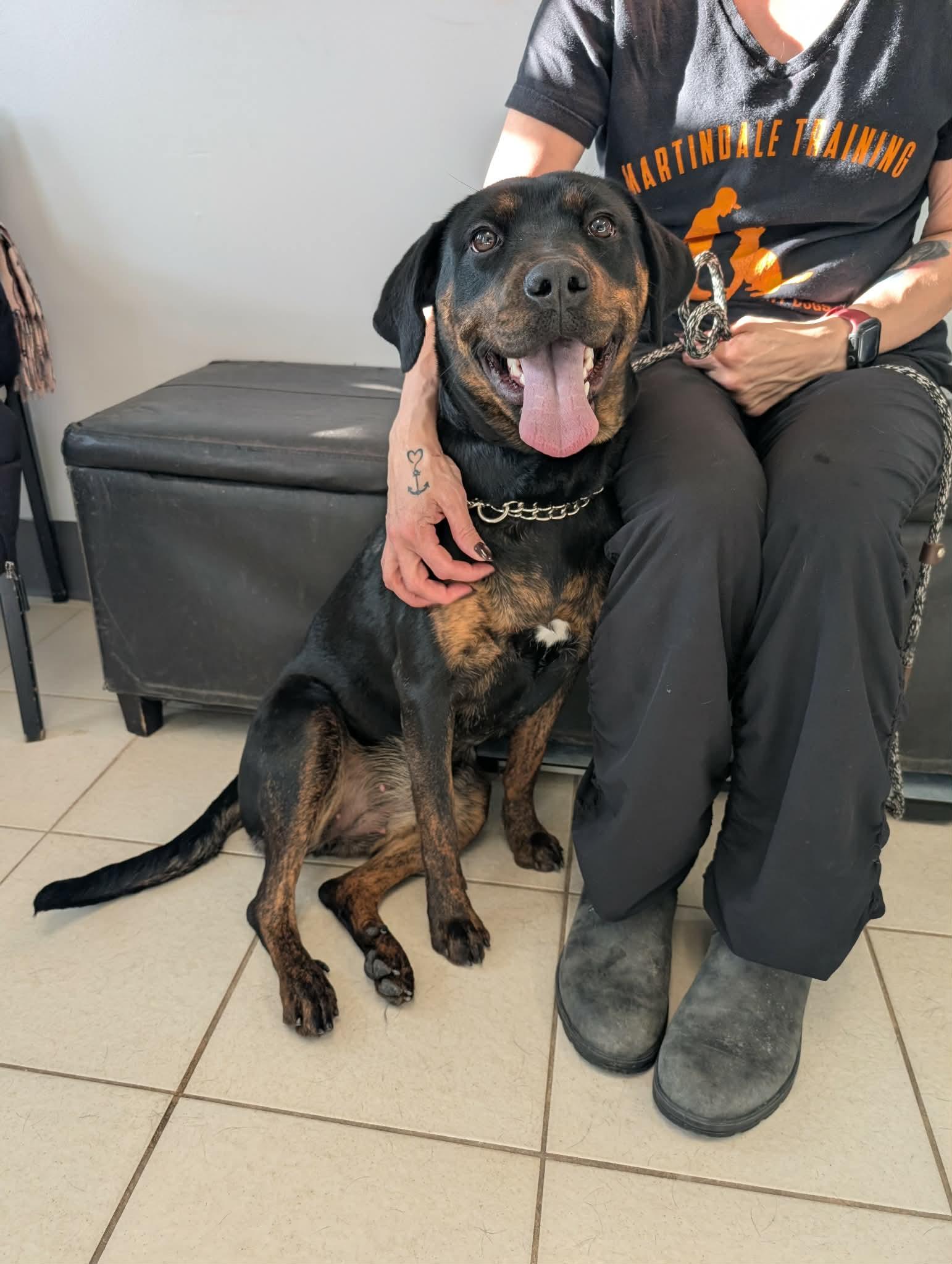 Enlarge Matilda, an adopted mixed breed in St Catharines, ON image 5/6