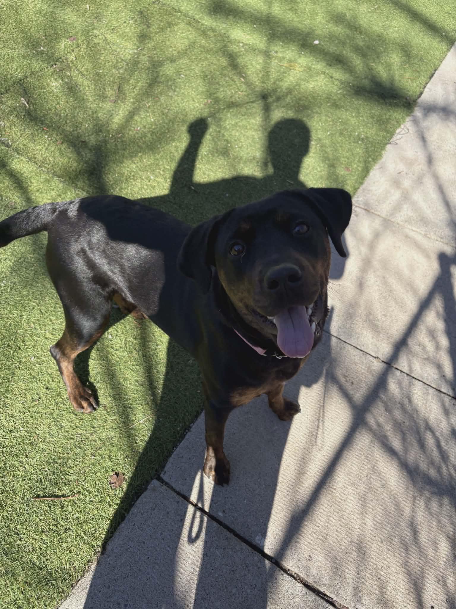 Enlarge Matilda, an adopted mixed breed in St Catharines, ON image 4/6