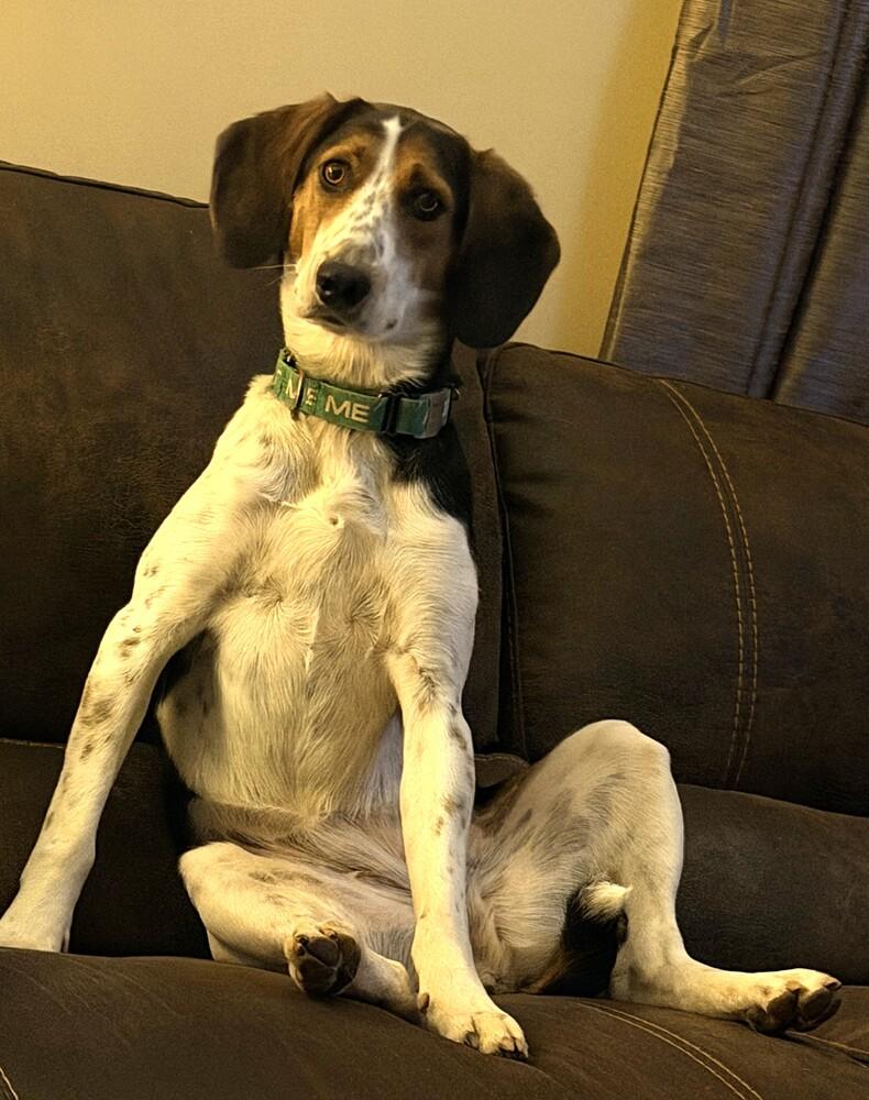 Gracie, Adoptable, Adult Female Treeing Walker Coonhound.