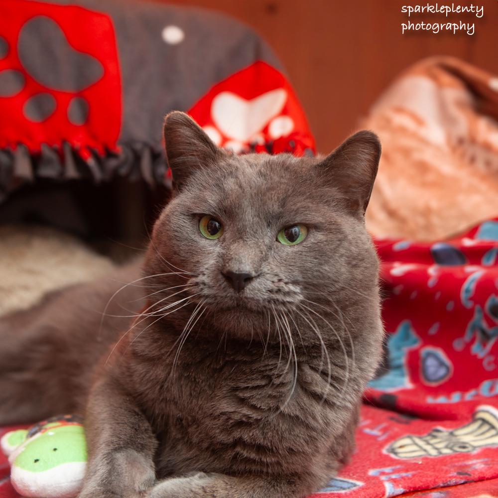 Igor, an adoptable Domestic Short Hair in Ridgefield, CT image 2/4