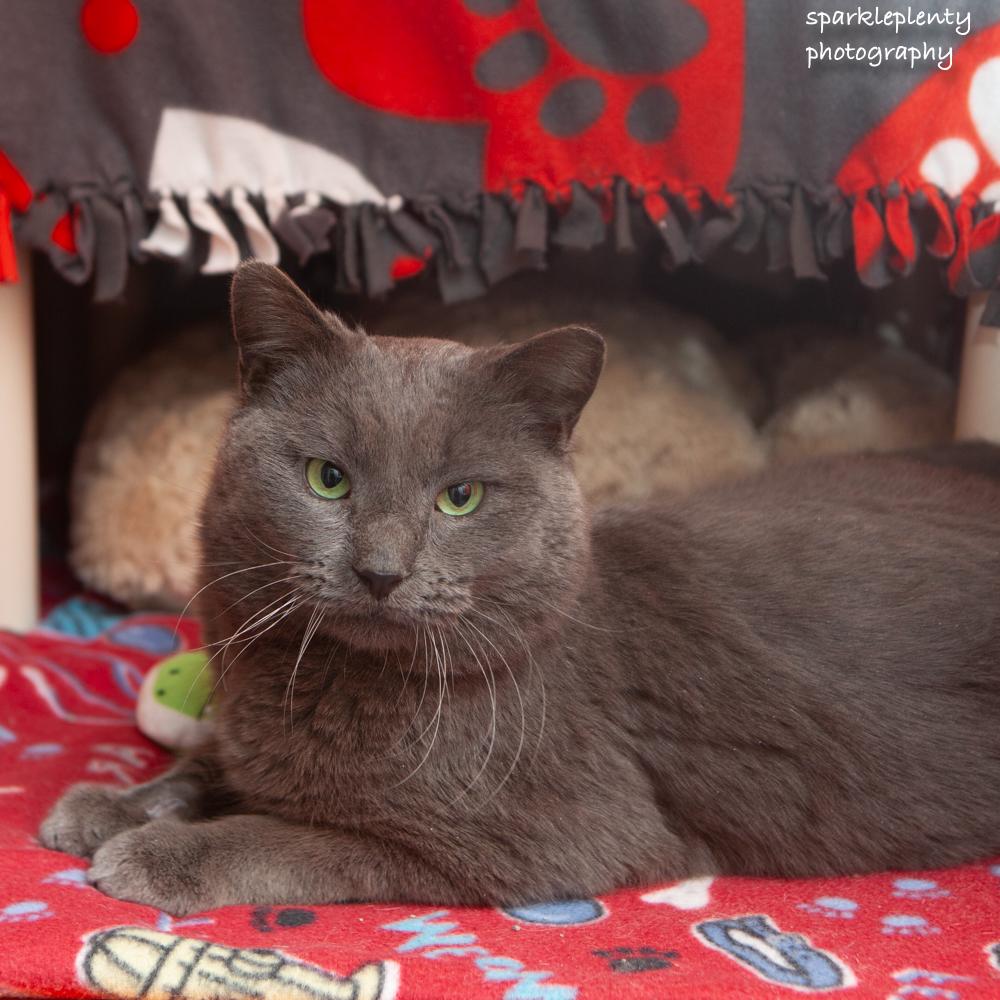 Igor, an adoptable Domestic Short Hair in Ridgefield, CT image 1/4