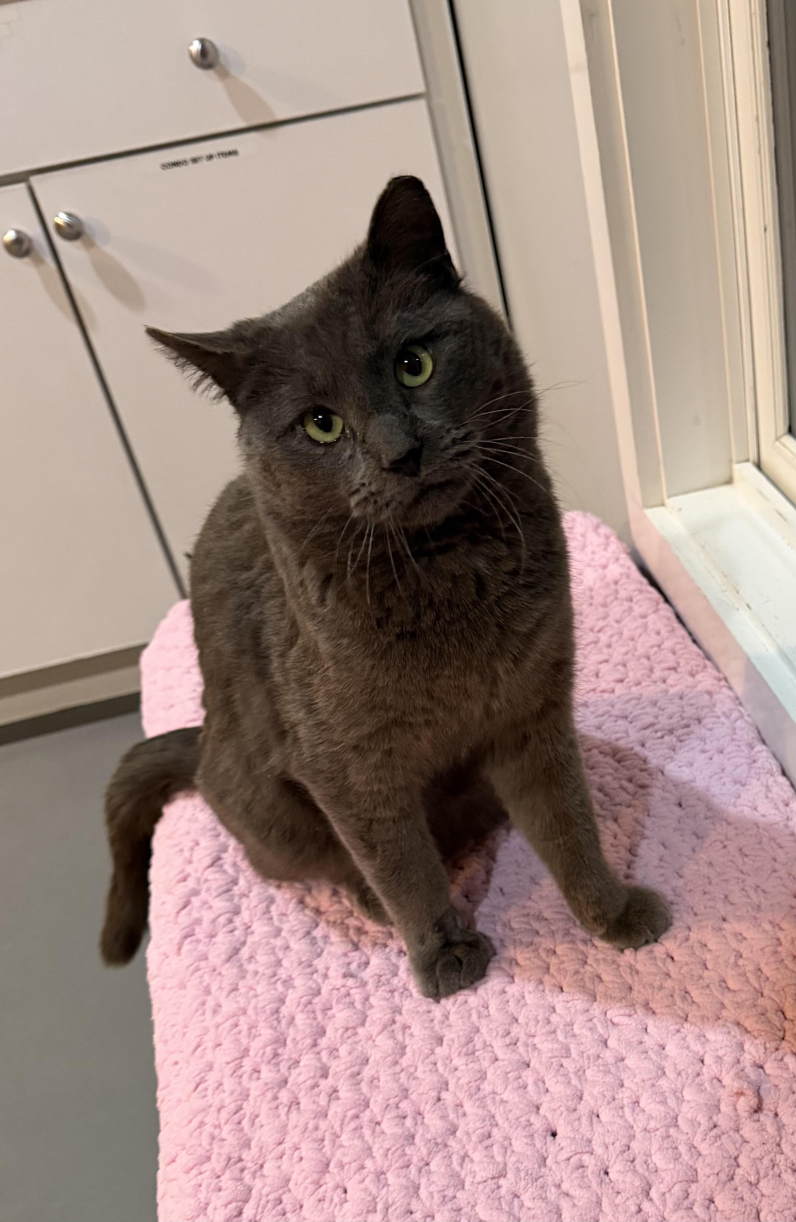 Enlarge Igor, an adopted mixed breed in Ridgefield, CT image 4/5