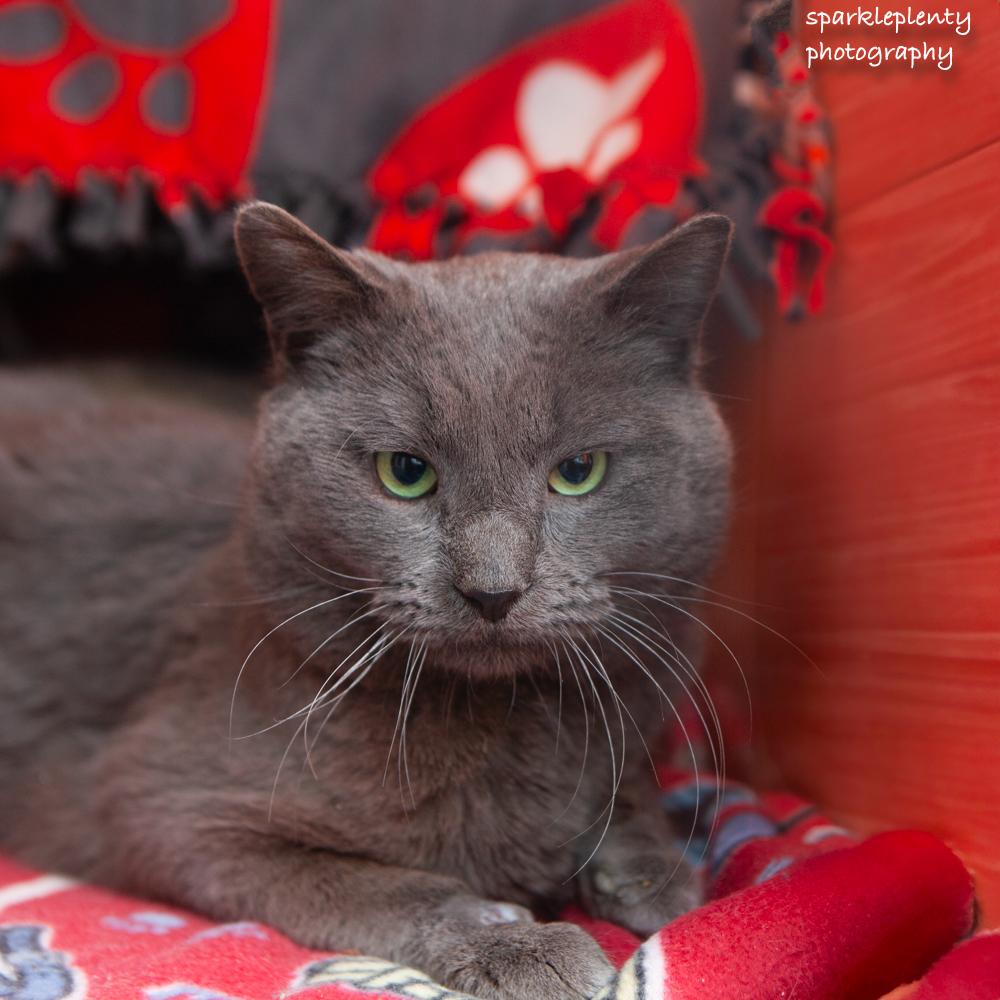 Igor, an adoptable Domestic Short Hair in Ridgefield, CT image 4/4