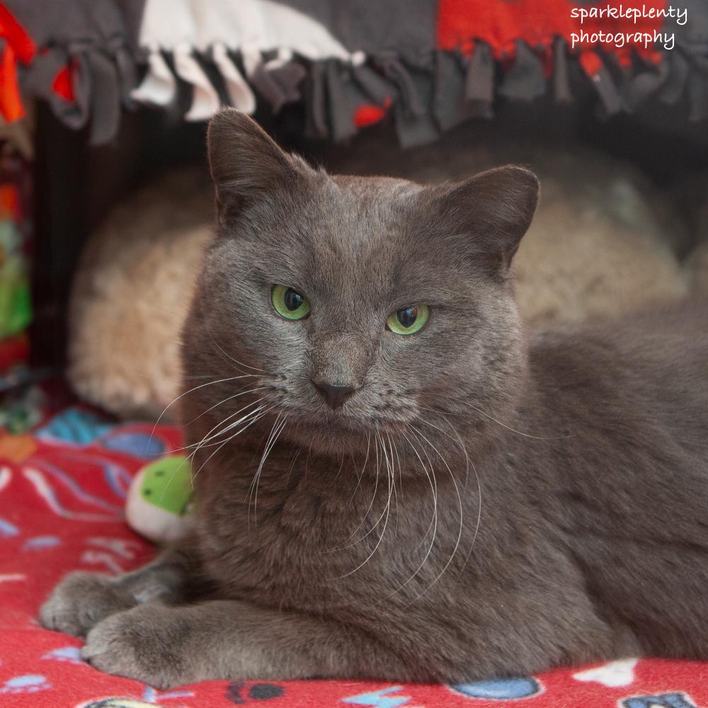Igor, an adoptable Domestic Short Hair in Ridgefield, CT image 3/4