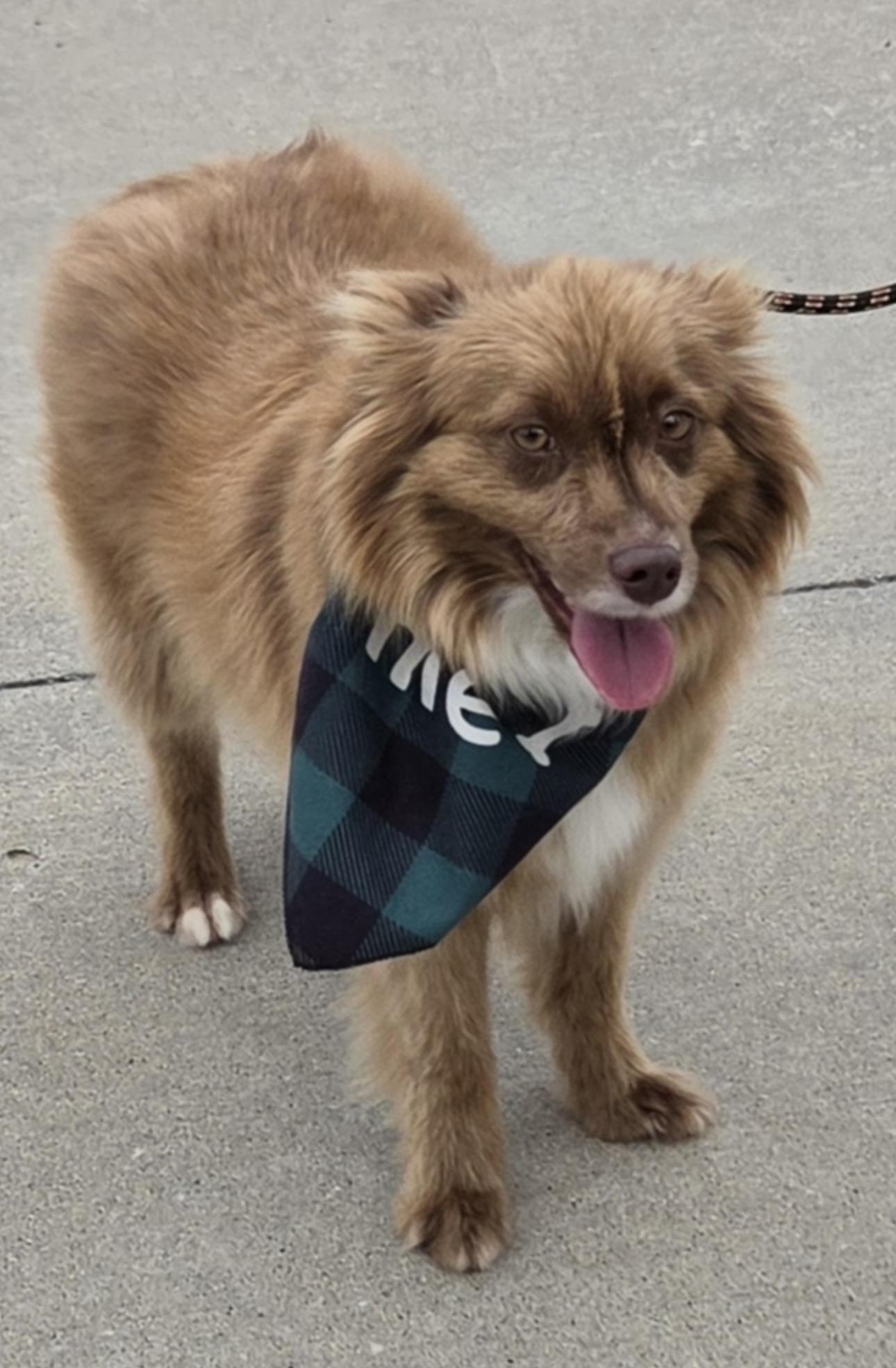 Max, a ADOPTABLE Australian Shepherd in Louisburg, KS image 2/6