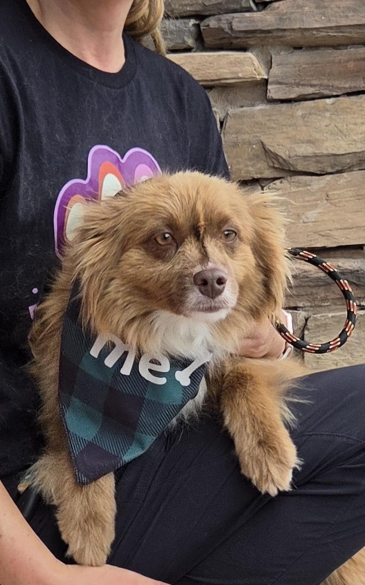 Max, a ADOPTABLE Australian Shepherd in Louisburg, KS image 5/6