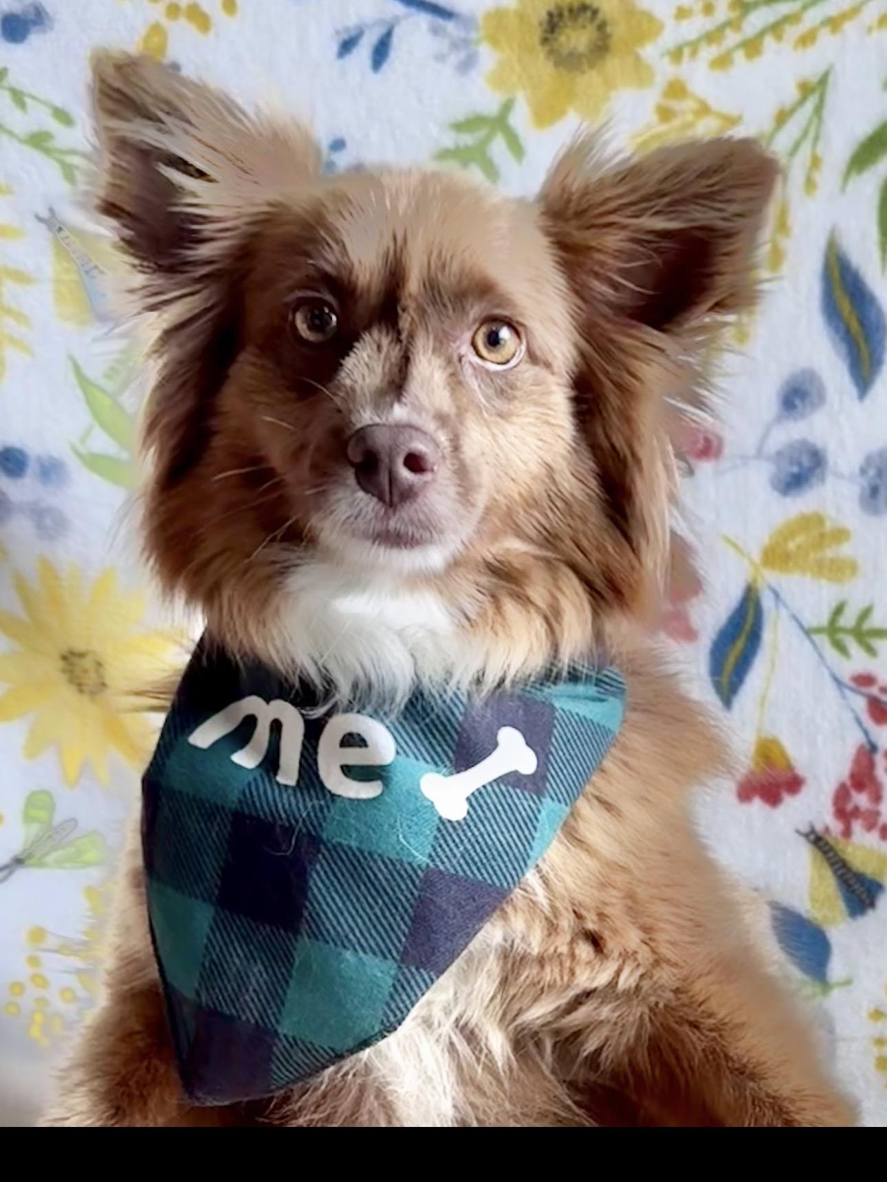 Max, ADOPTABLE, Young Male Australian Shepherd.