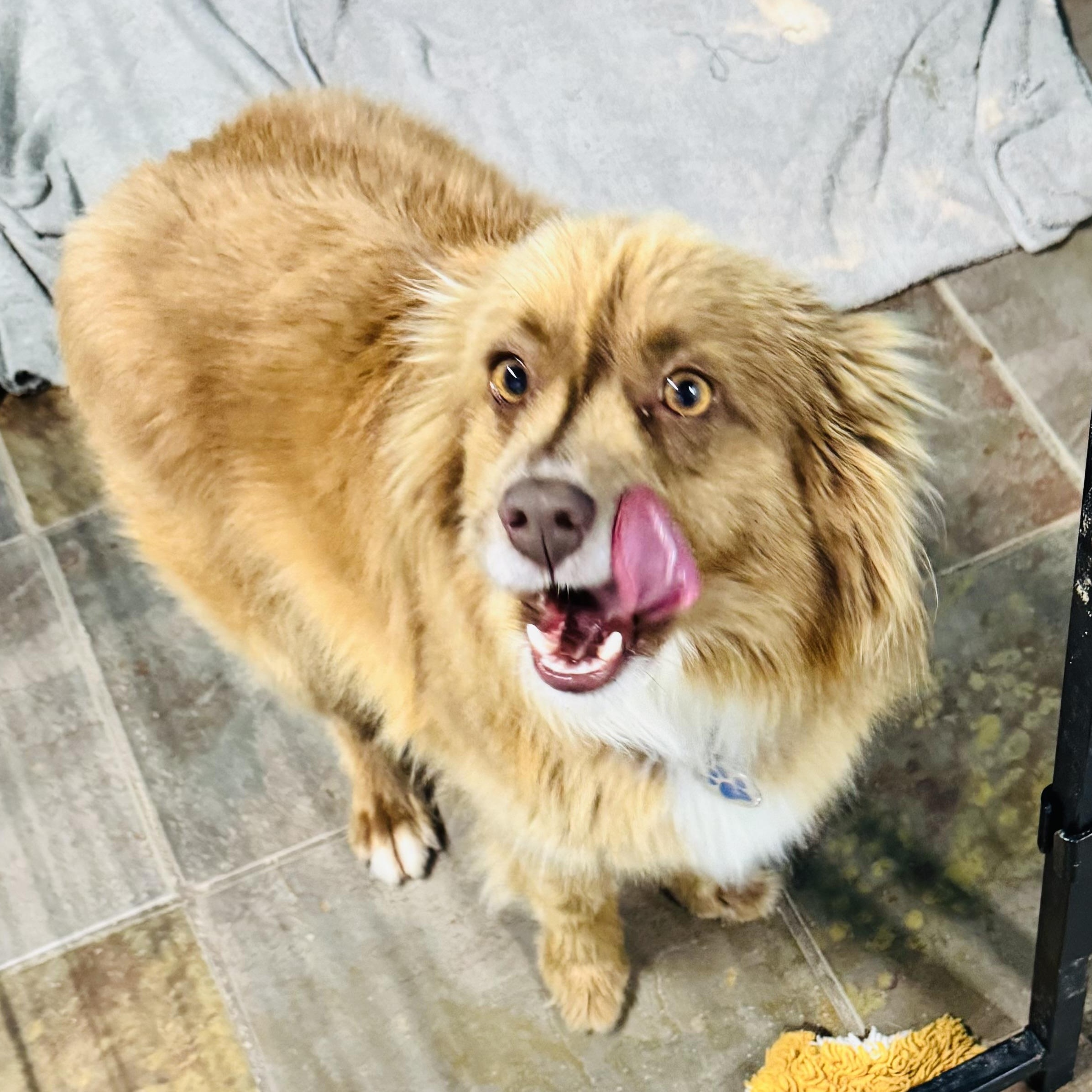 Max, a ADOPTABLE Australian Shepherd in Louisburg, KS image 3/6