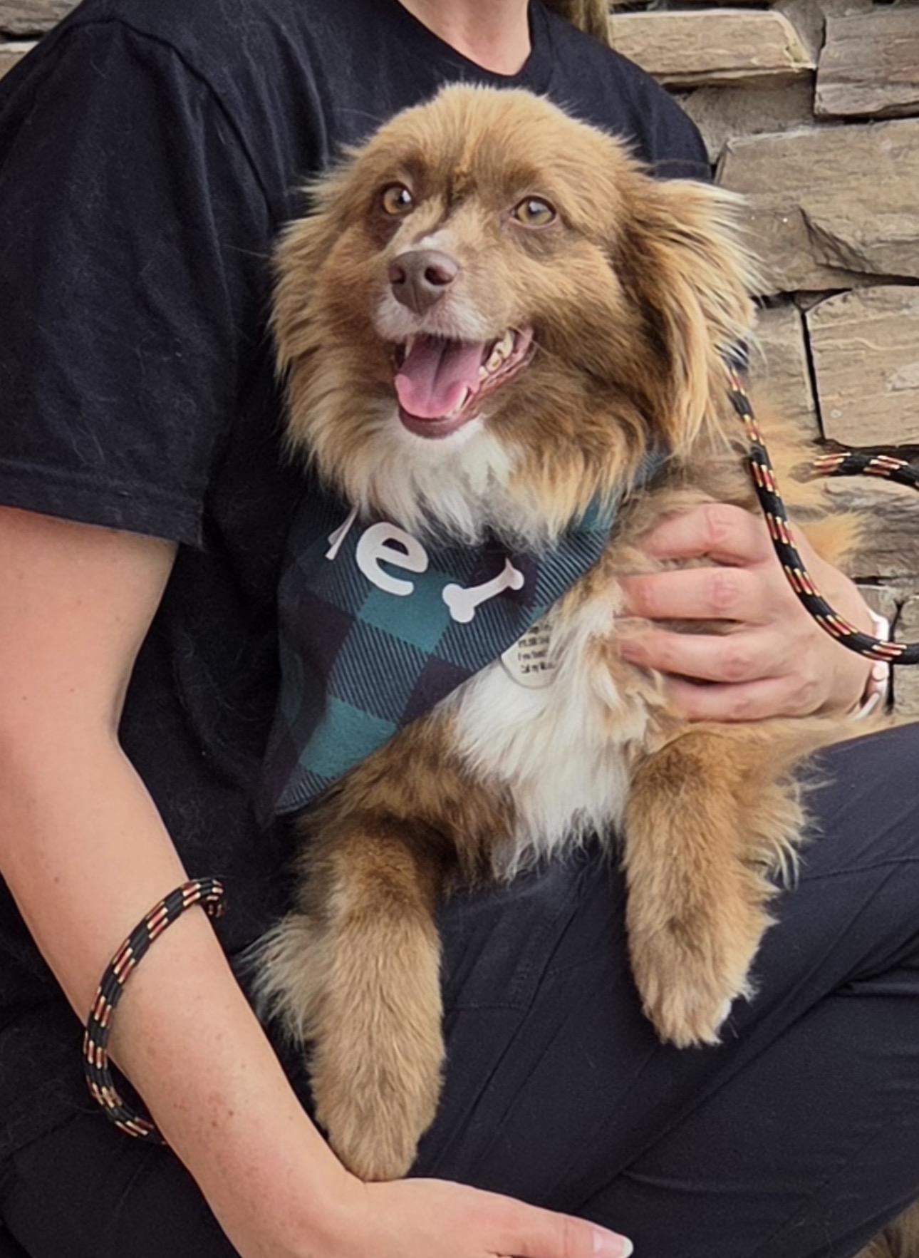 Max, a ADOPTABLE Australian Shepherd in Louisburg, KS image 4/6