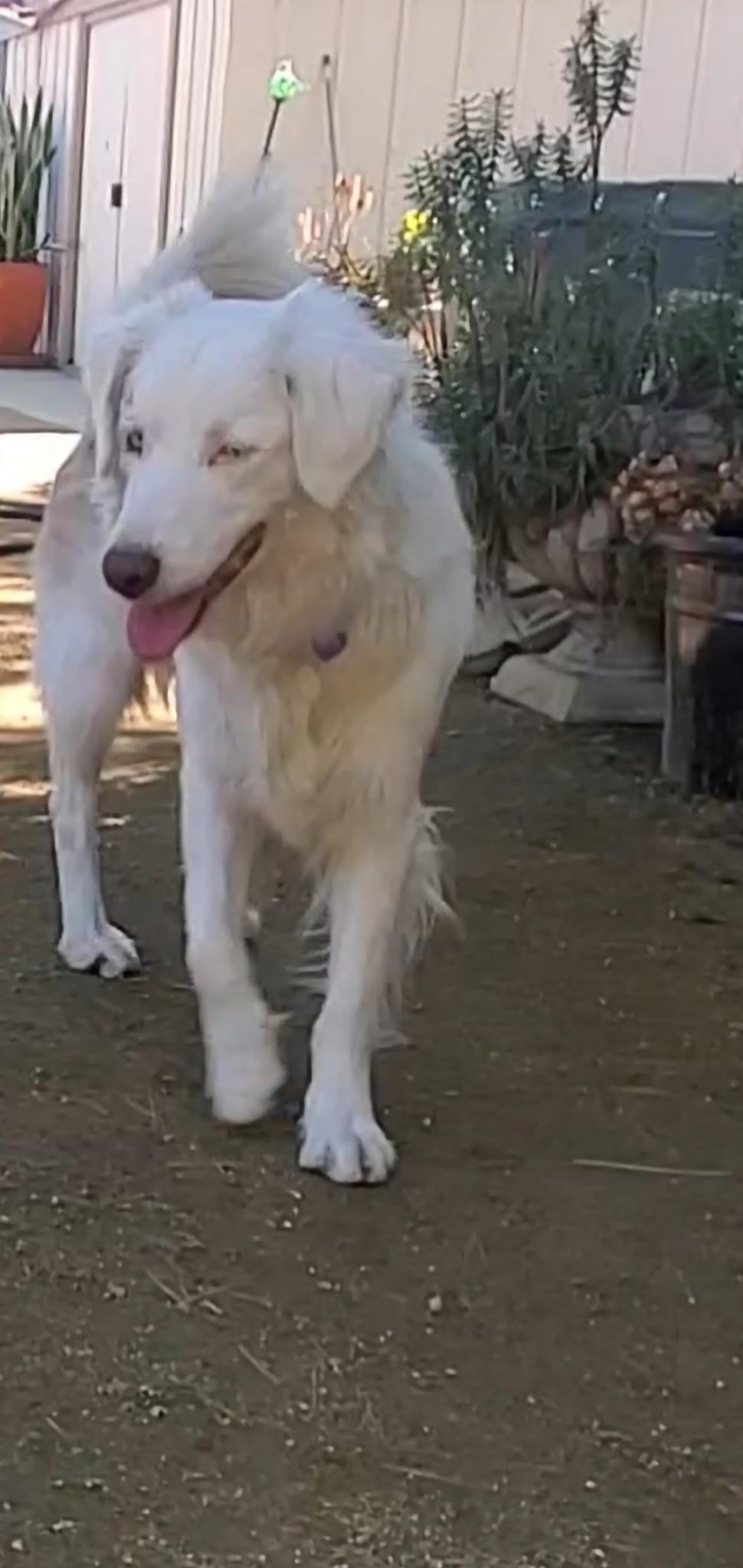 Enlarge Olivia, a ADOPTABLE Australian Shepherd in Studio City, CA image 2/3