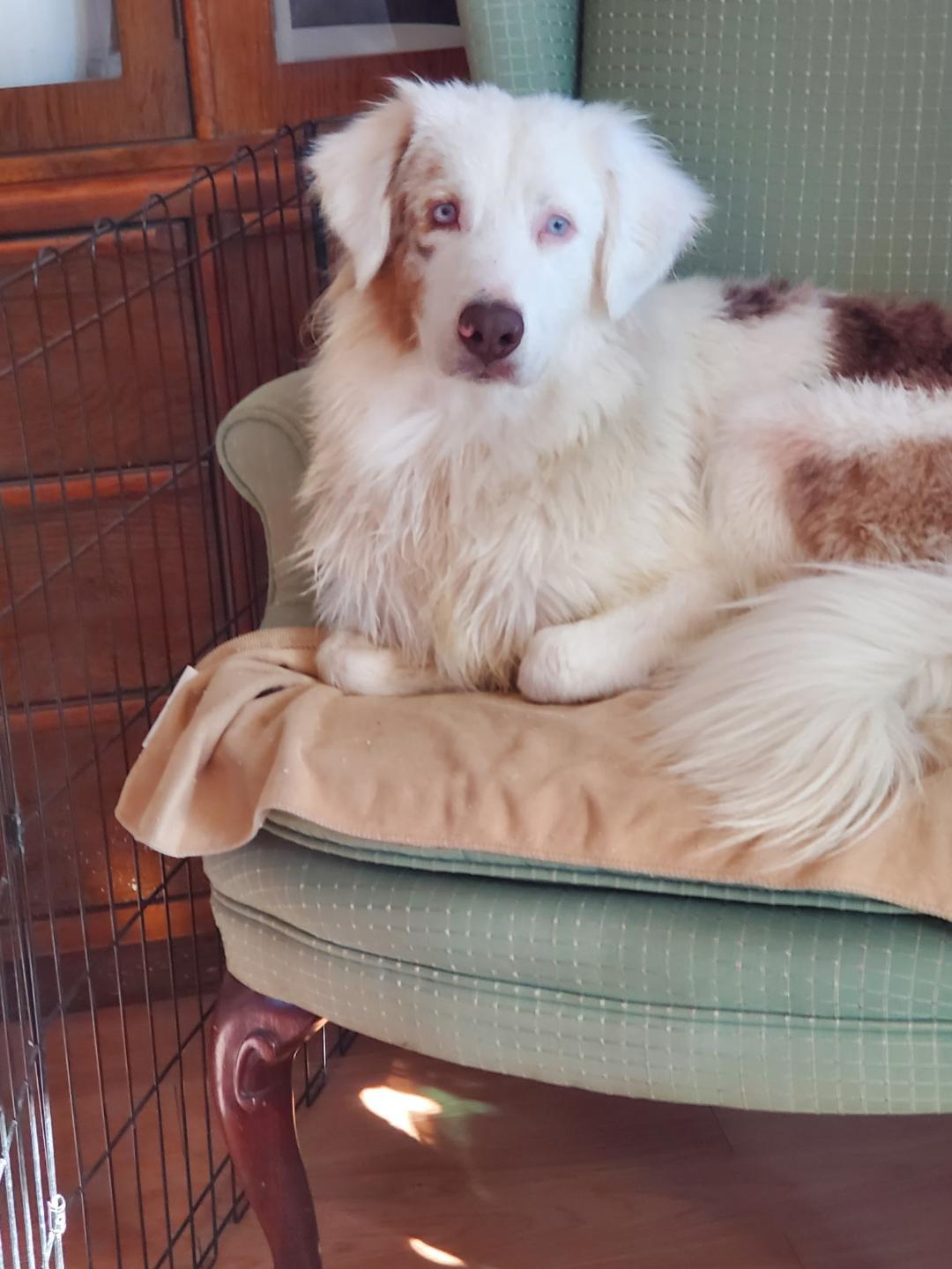 Olivia, ADOPTABLE, Adult Female Australian Shepherd.