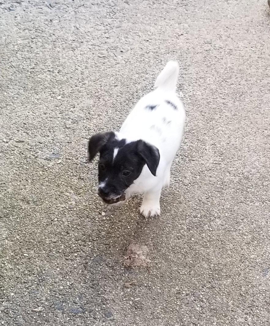 Mask, Adopted, Puppy Male Jack Russell Terrier.