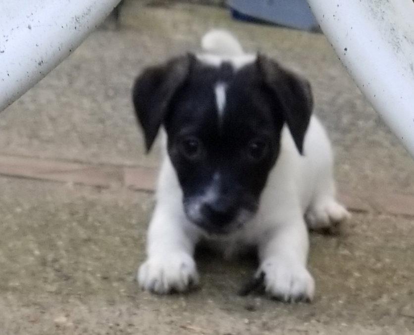 Enlarge Mask, a Adopted Jack Russell Terrier in Morganville, NJ image 2/2