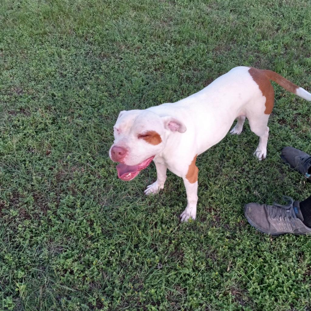Enlarge Sergio aka Seth, a Adoptable mixed breed in Tomball, TX image 1/6