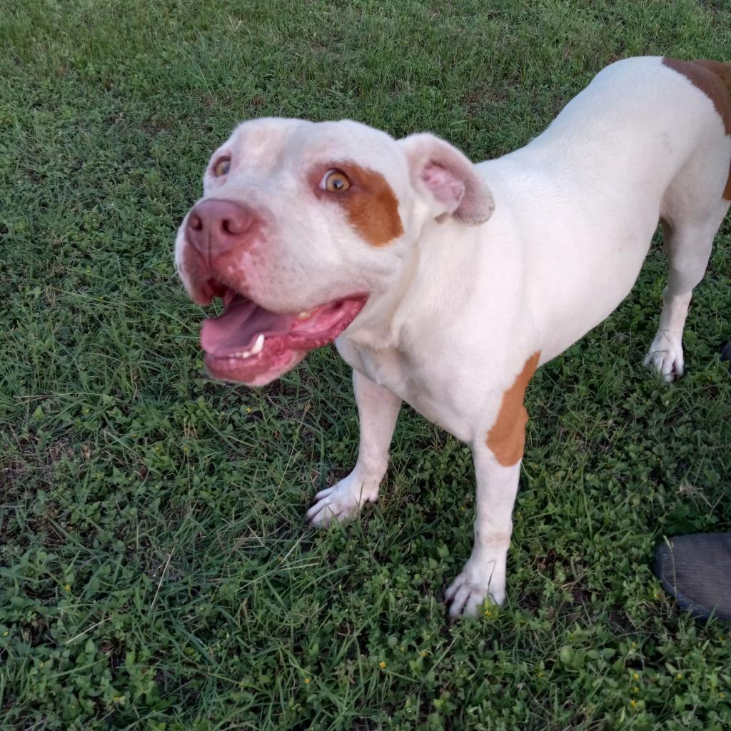 Enlarge Sergio aka Seth, a Adoptable mixed breed in Tomball, TX image 2/6