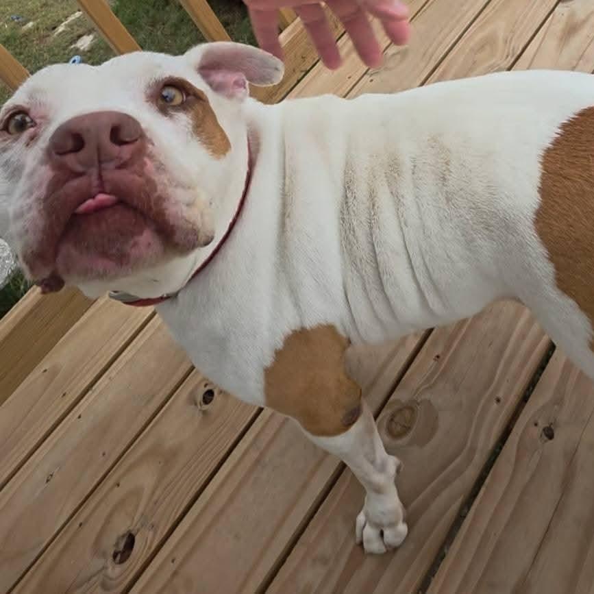 Enlarge Sergio aka Seth, a Adoptable mixed breed in Tomball, TX image 3/6