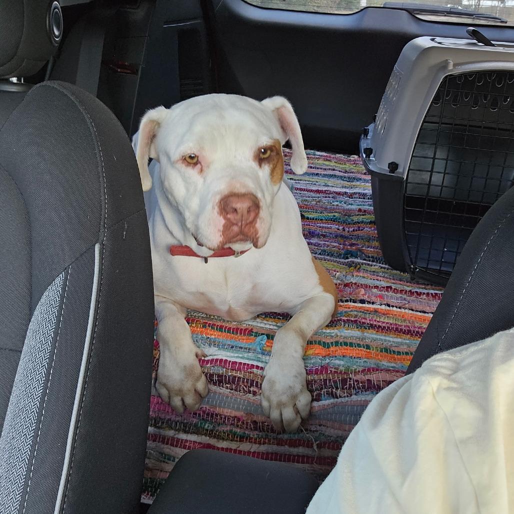 Enlarge Sergio aka Seth, a Adoptable mixed breed in Tomball, TX image 3/6