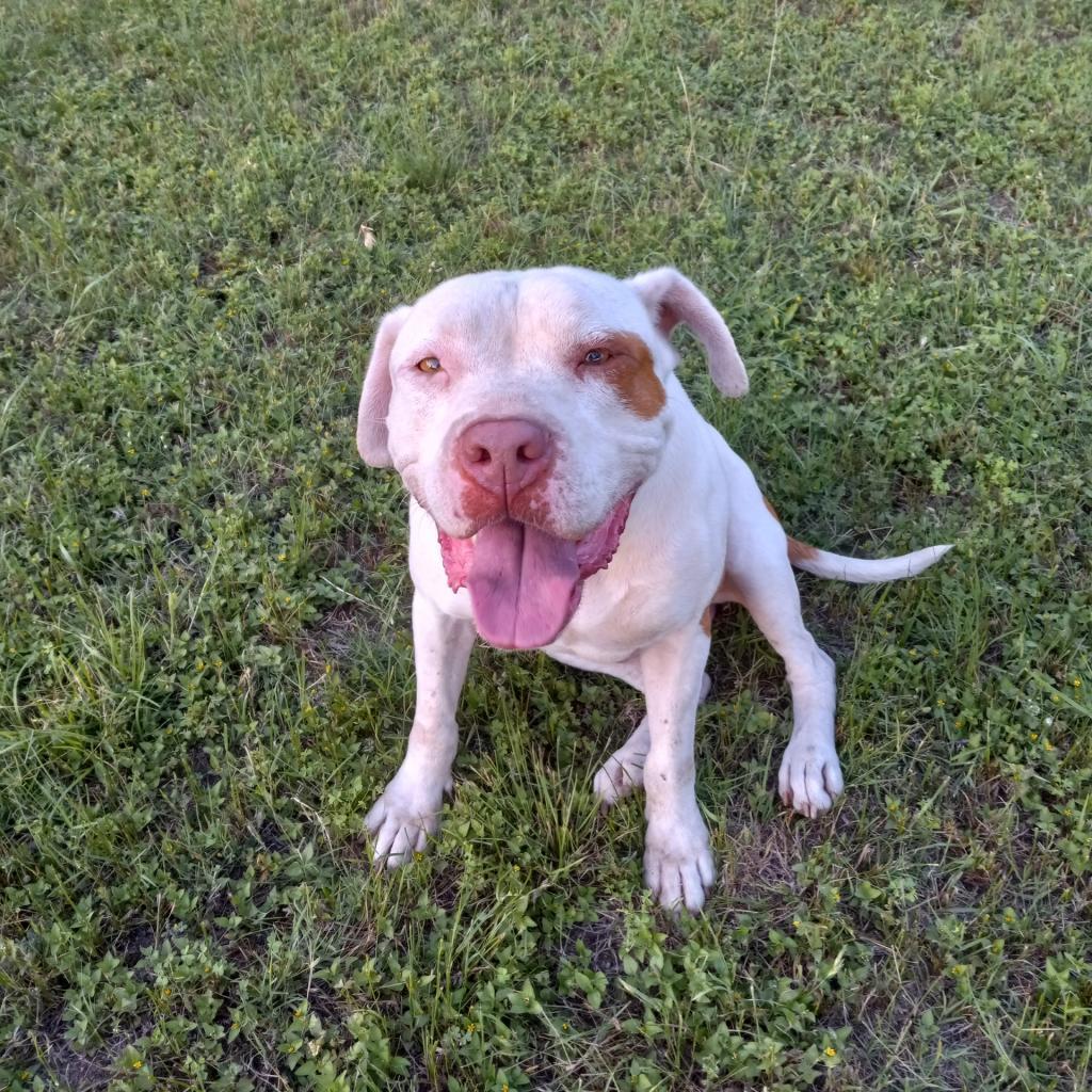 Enlarge Sergio aka Seth, a Adoptable mixed breed in Tomball, TX image 4/6