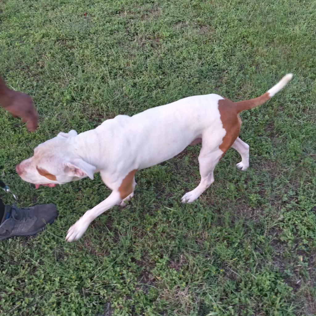 Enlarge Sergio aka Seth, a Adoptable mixed breed in Tomball, TX image 5/6