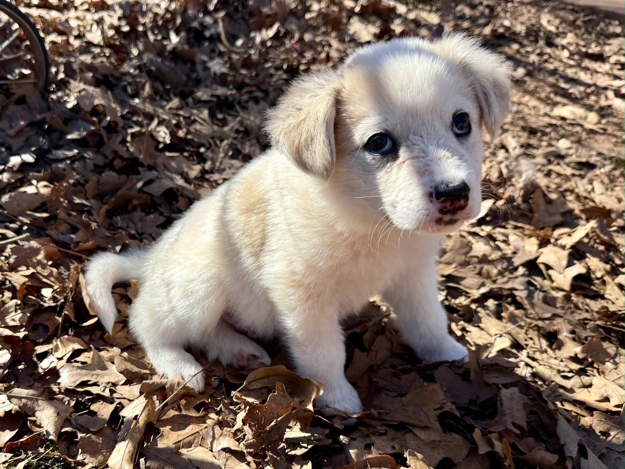 Enlarge Matteo, a ADOPTABLE mixed breed in Yukon, OK image 3/3