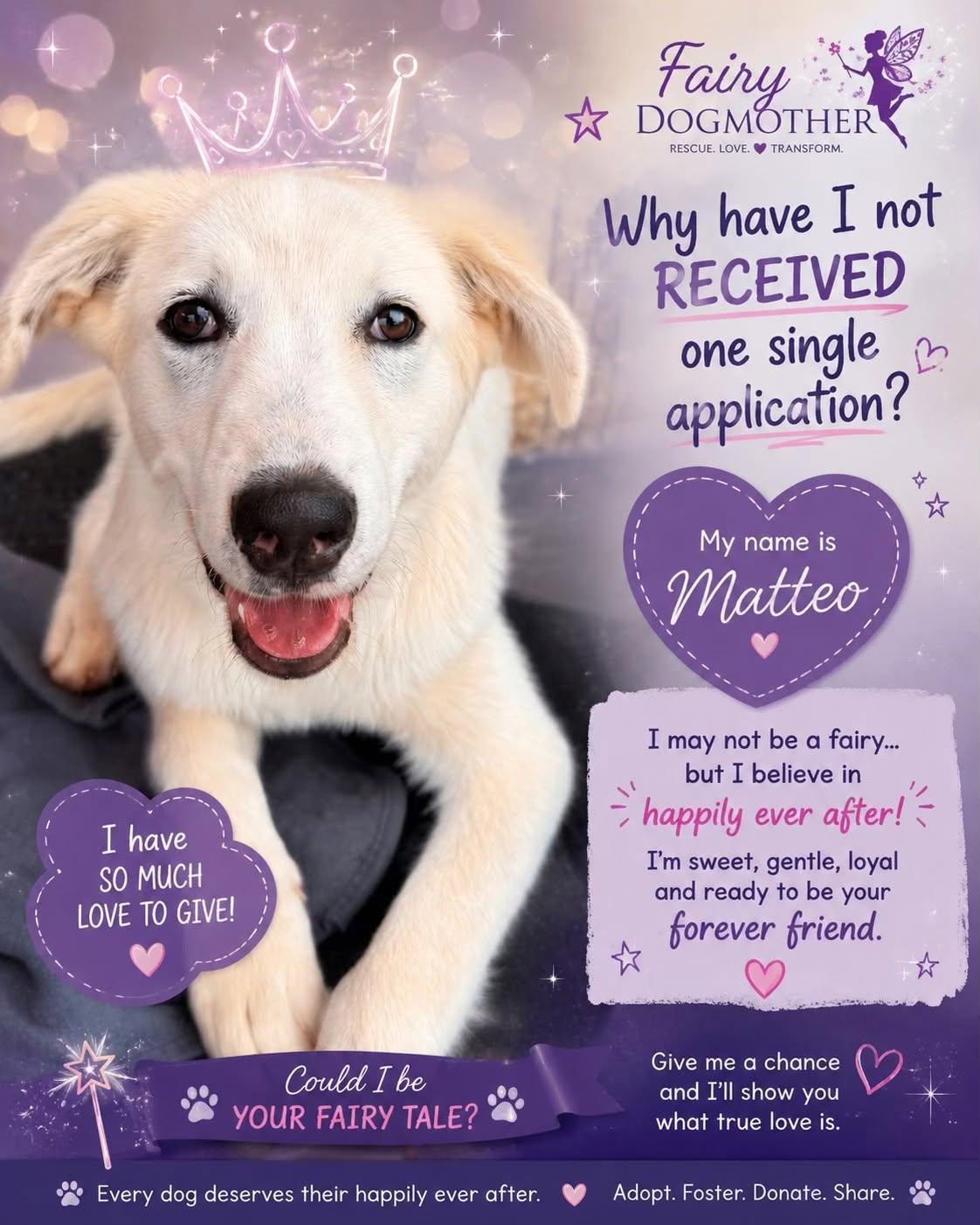Matteo, ADOPTABLE, Puppy Male Great Pyrenees.