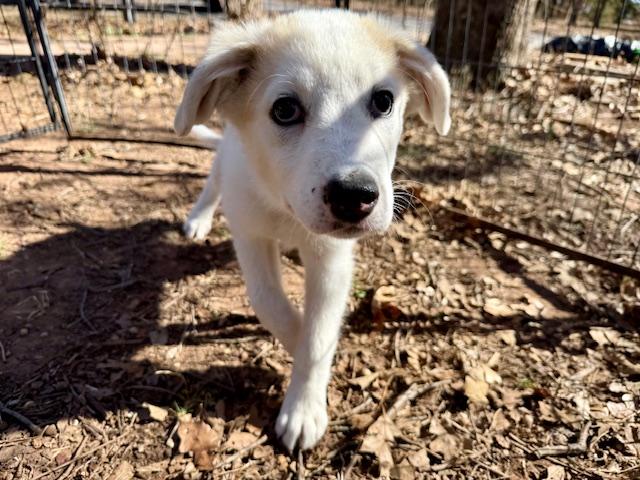 Matteo, a ADOPTABLE mixed breed in Yukon, OK image 3/4