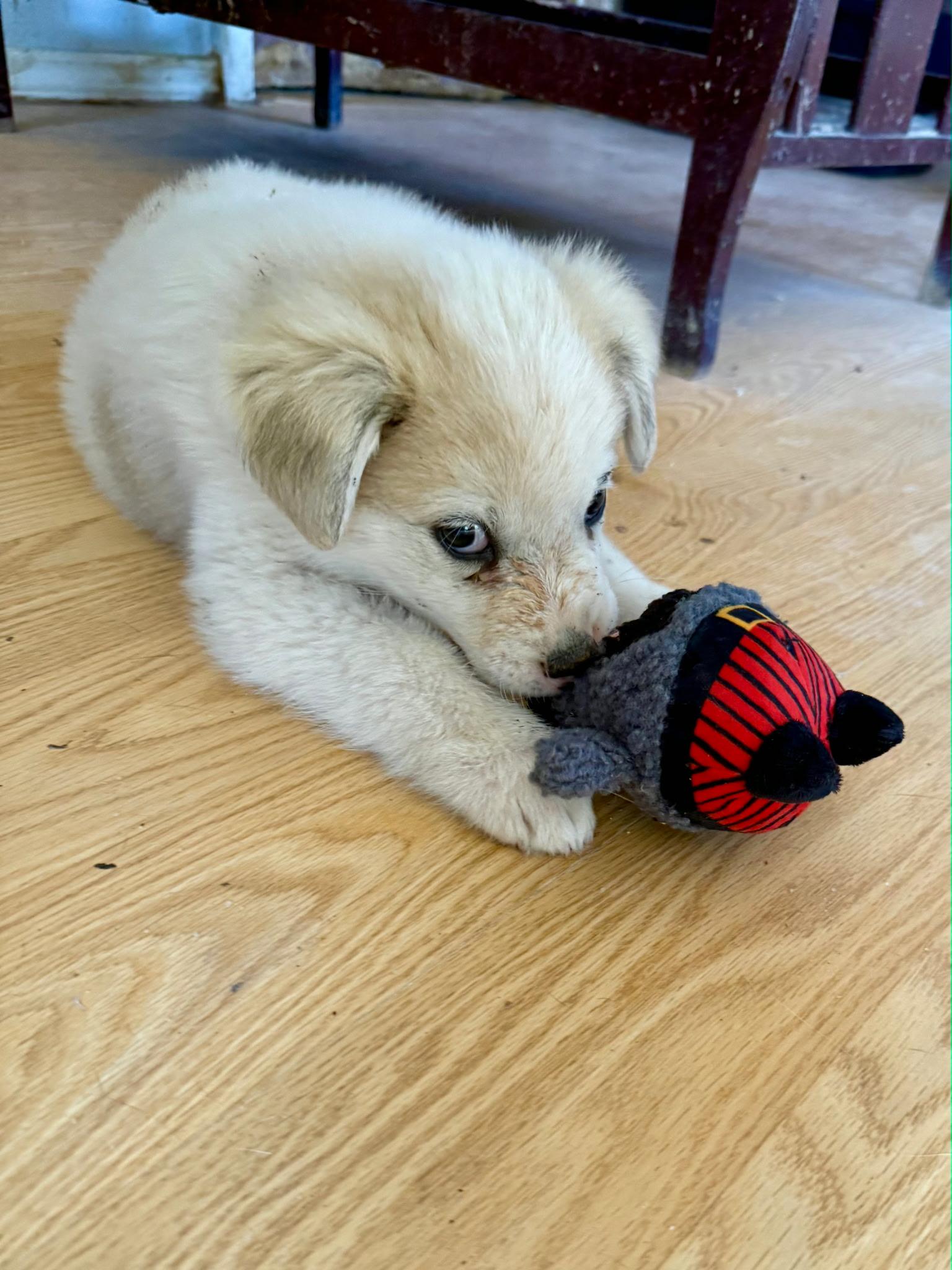 Enlarge Matteo, a ADOPTABLE mixed breed in Yukon, OK image 2/3