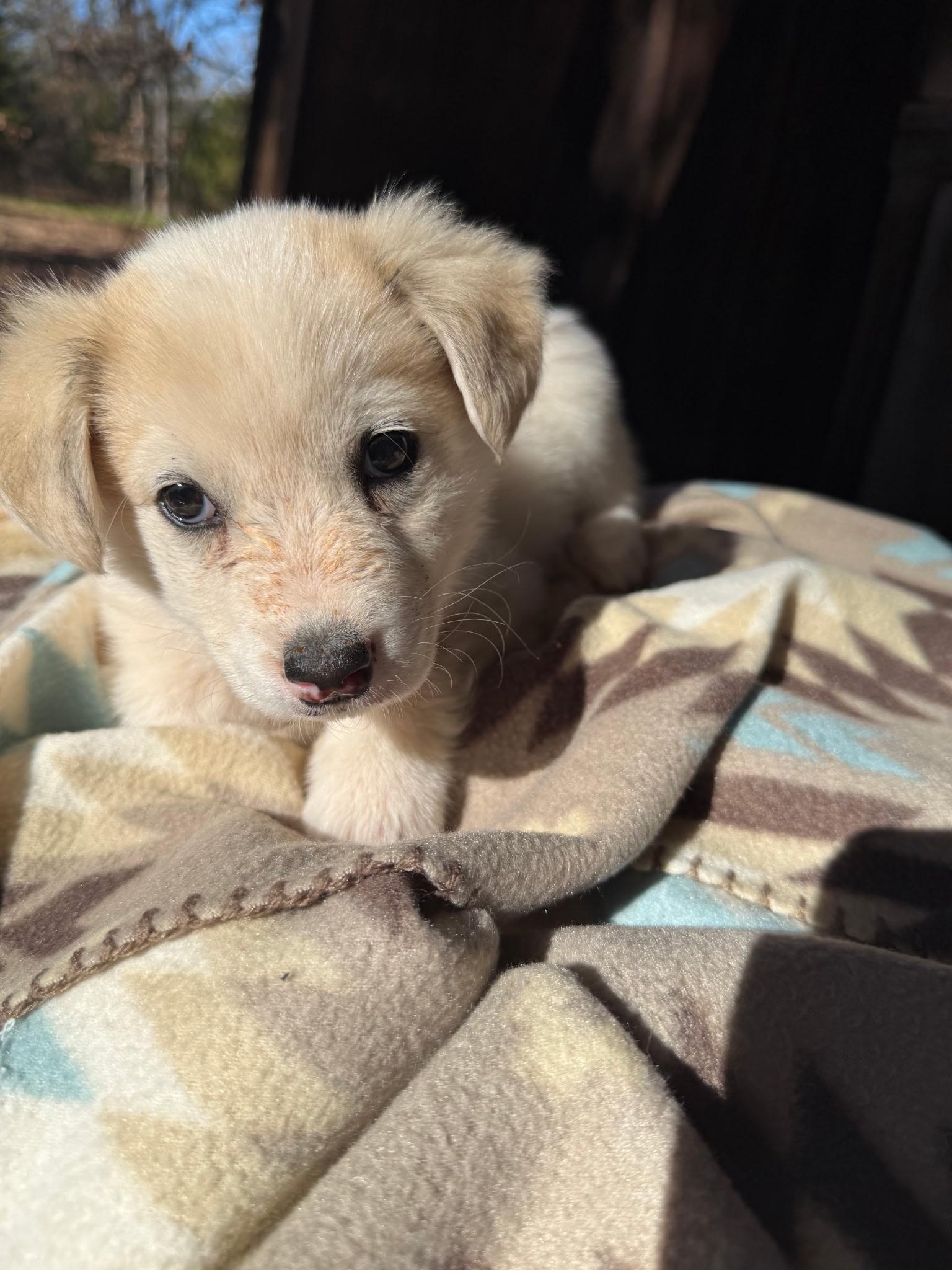 Enlarge Matteo, a ADOPTABLE mixed breed in Yukon, OK image 1/3