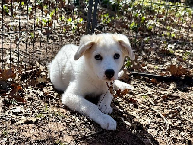 Matteo, a ADOPTABLE mixed breed in Yukon, OK image 2/4