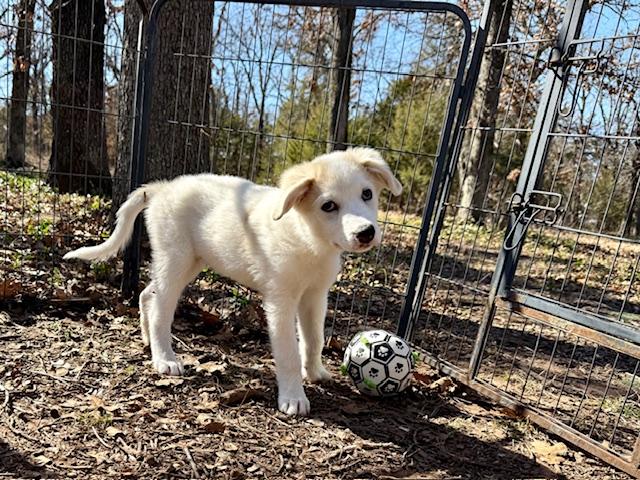 Matteo, ADOPTABLE, Puppy Male Great Pyrenees.