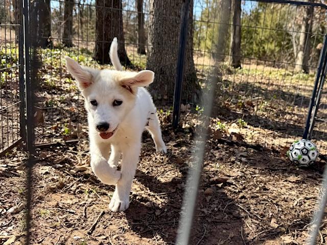 Matteo, a ADOPTABLE mixed breed in Yukon, OK image 4/4