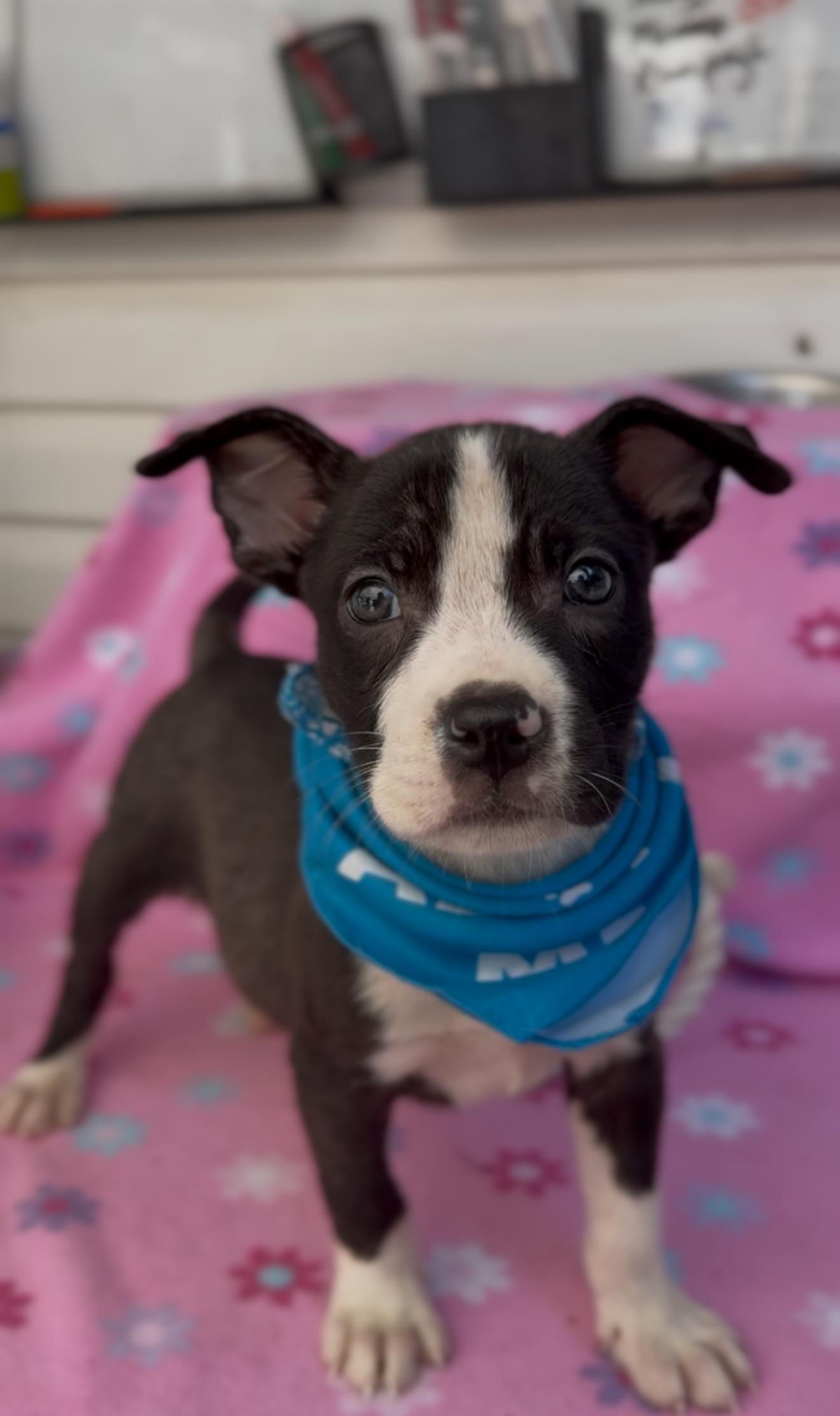 Enlarge Duke, a Adopted mixed breed in State College, PA image 3/6