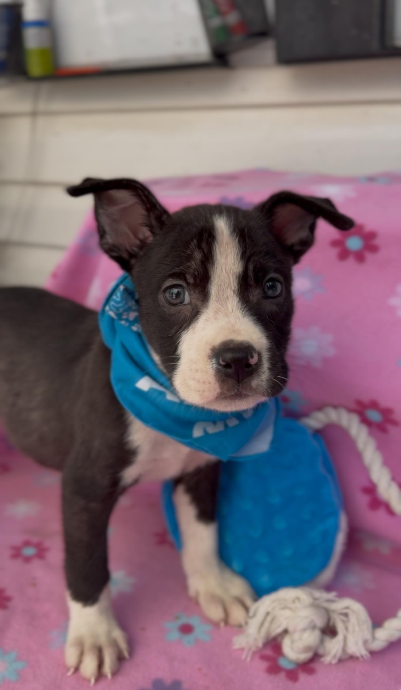 Enlarge Duke, a Adopted mixed breed in State College, PA image 4/6