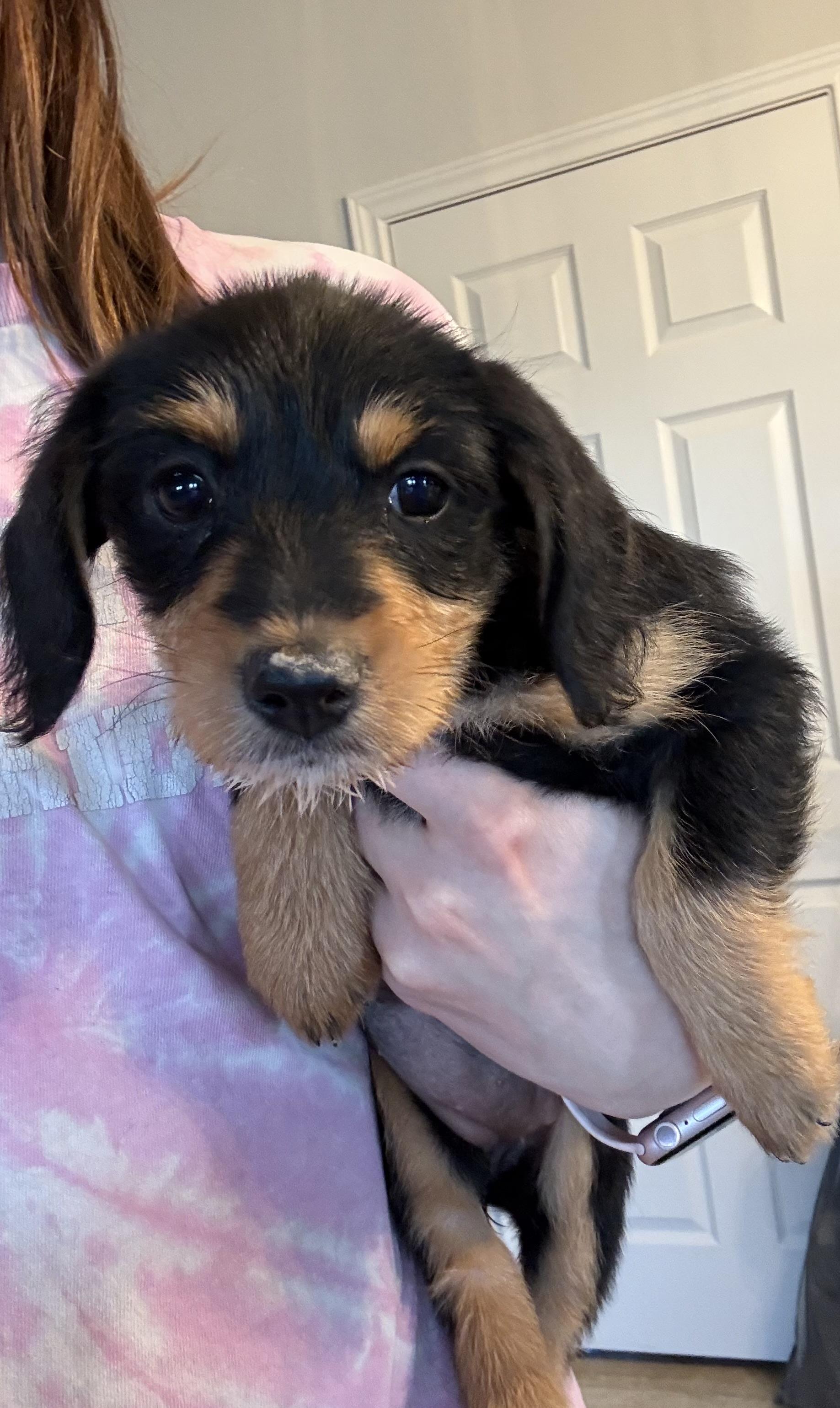 Daiquiri, ADOPTABLE, Puppy Female Dachshund.