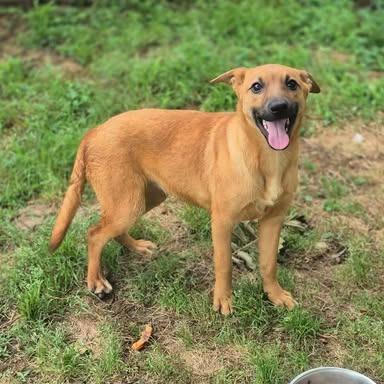 Falcon, Adoptable, Young Female Hound & Mixed Breed.