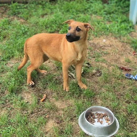 Enlarge Falcon, a Adoptable mixed breed in Dover, AR image 2/3