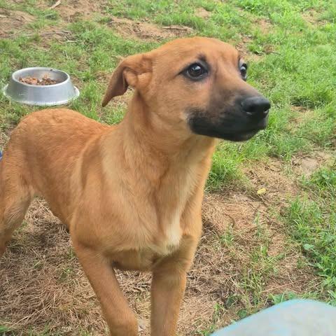 Enlarge Falcon, a Adoptable mixed breed in Dover, AR image 3/3