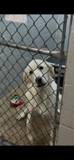 Enlarge Magical Mochi, a Adoptable mixed breed in Randolph, MA image 5/5