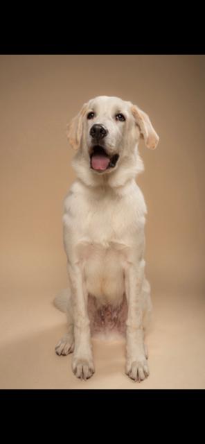 Enlarge Magical Mochi, a Adoptable mixed breed in Randolph, MA image 3/5
