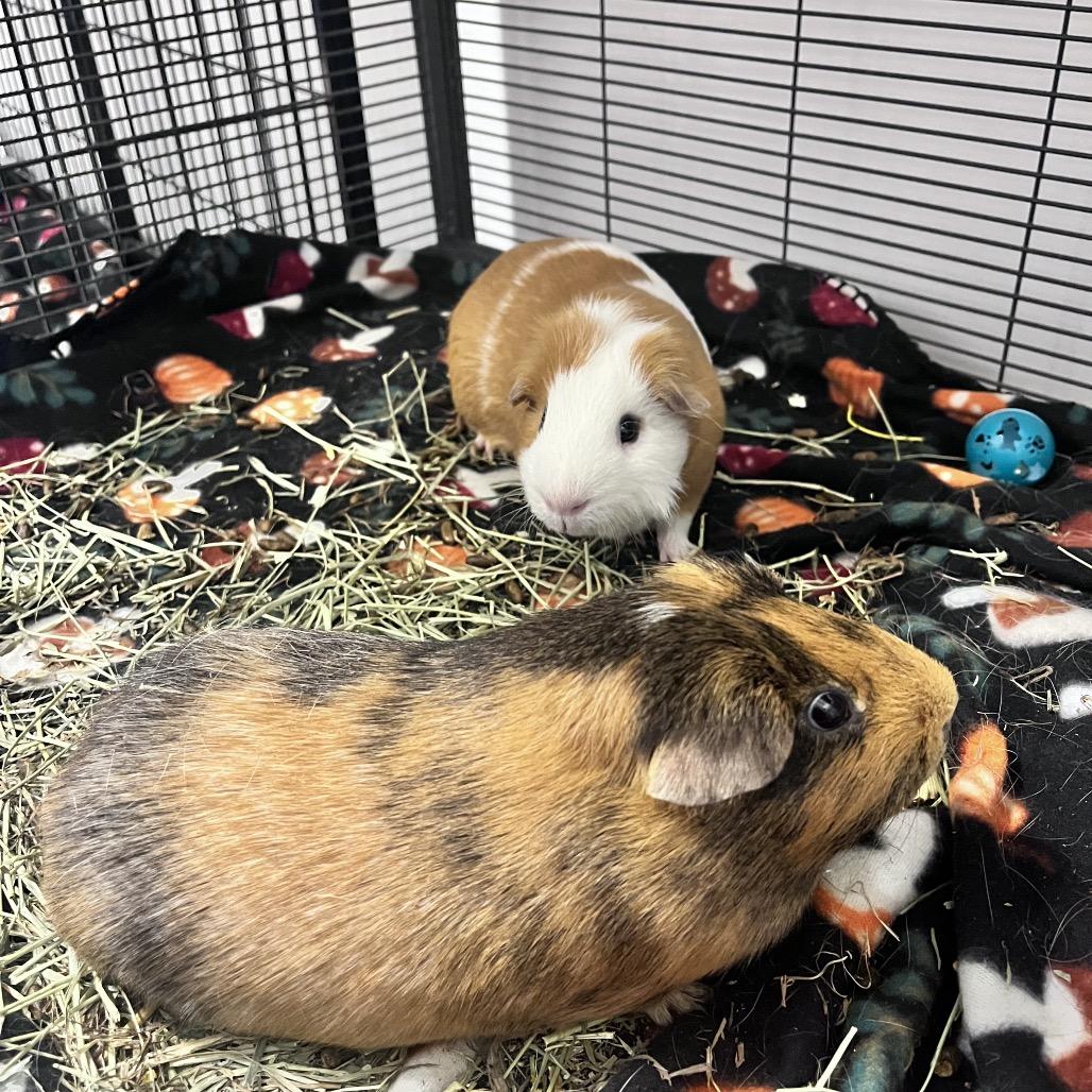 Enlarge Benny, a Adoptable Guinea Pig in Mentor, OH image 1/3