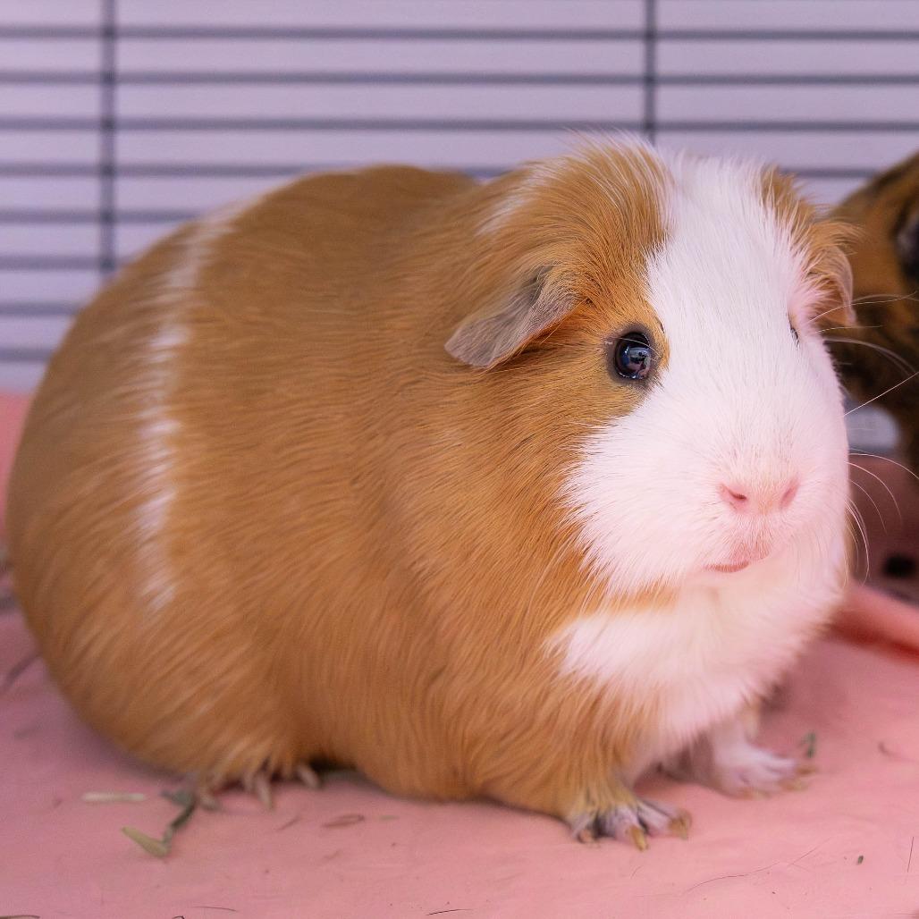 Enlarge Benny, a Adoptable Guinea Pig in Mentor, OH image 3/3