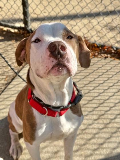 Boogie — thumbnail 2