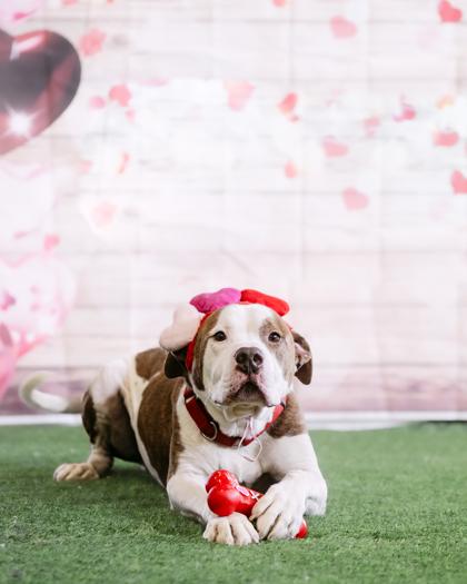 Boogie — thumbnail 3