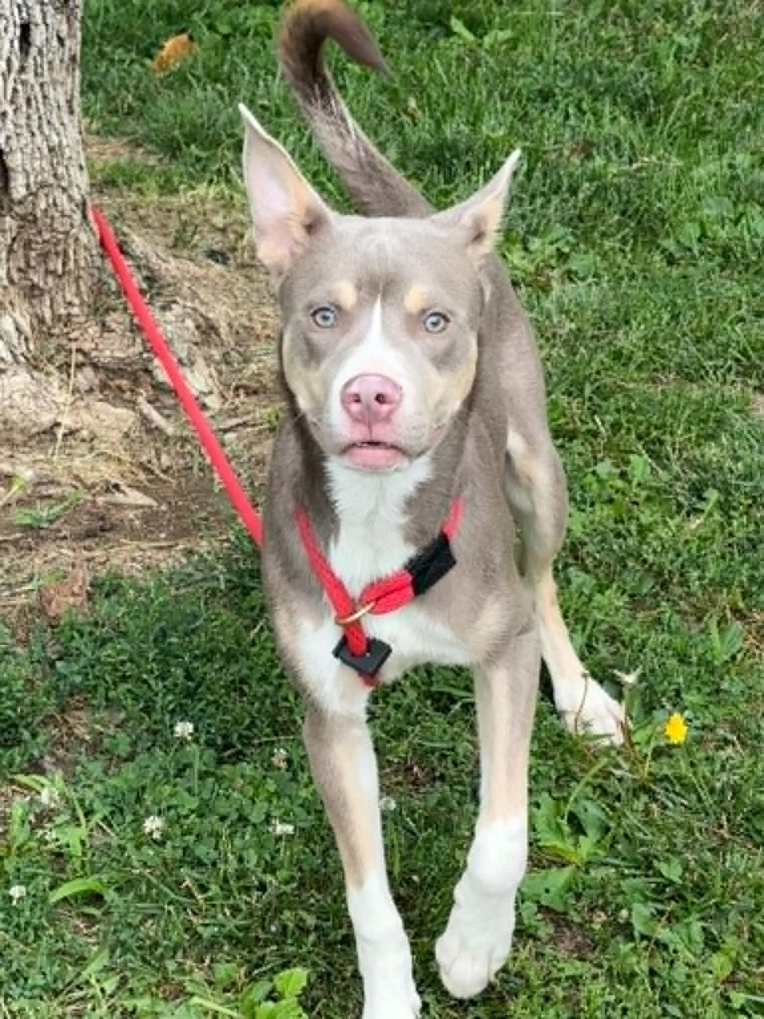 Enlarge Chaos, a ADOPTABLE mixed breed in Springfield, IL image 5/6