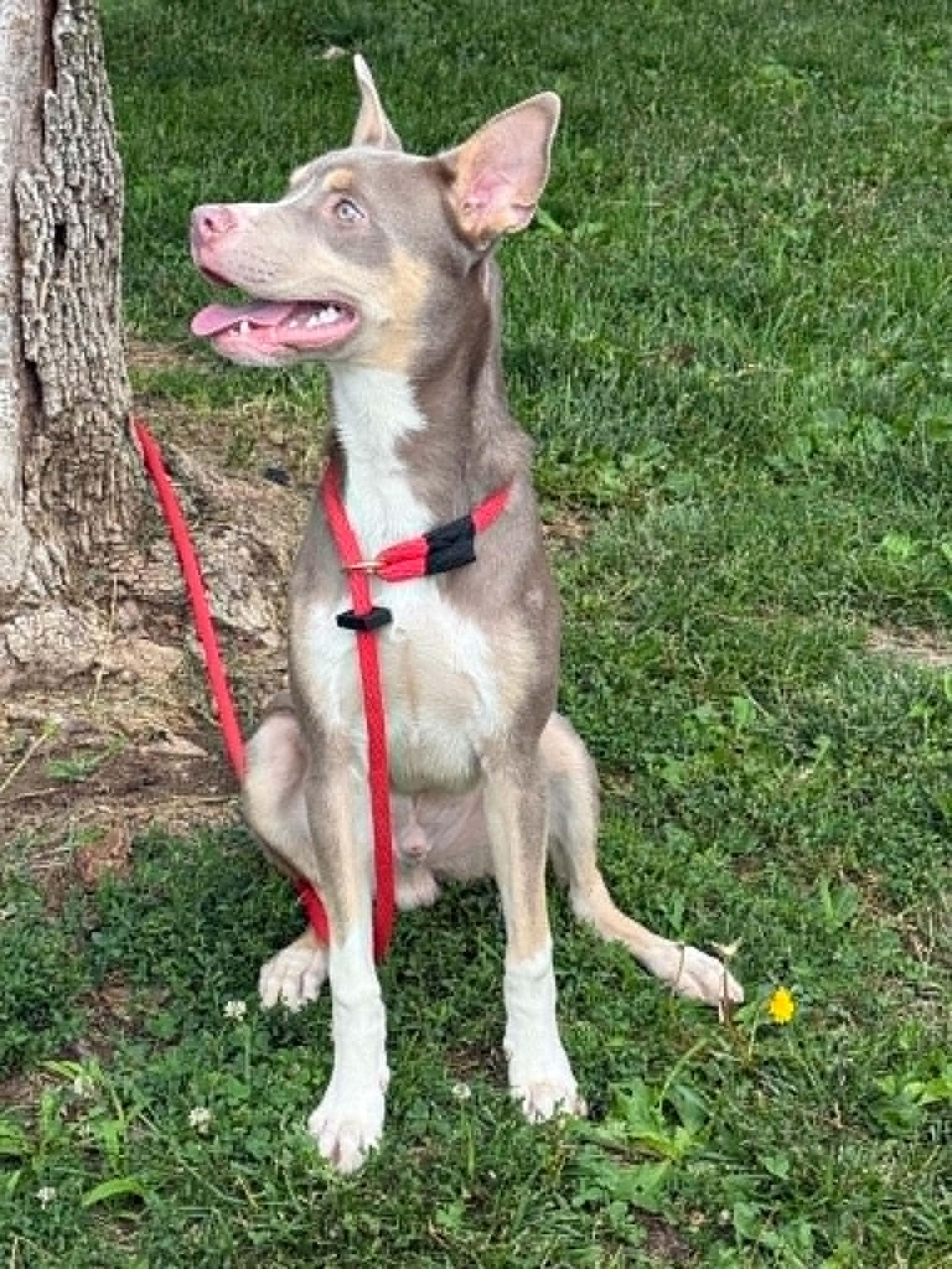 Enlarge Chaos, a ADOPTABLE mixed breed in Springfield, IL image 4/6