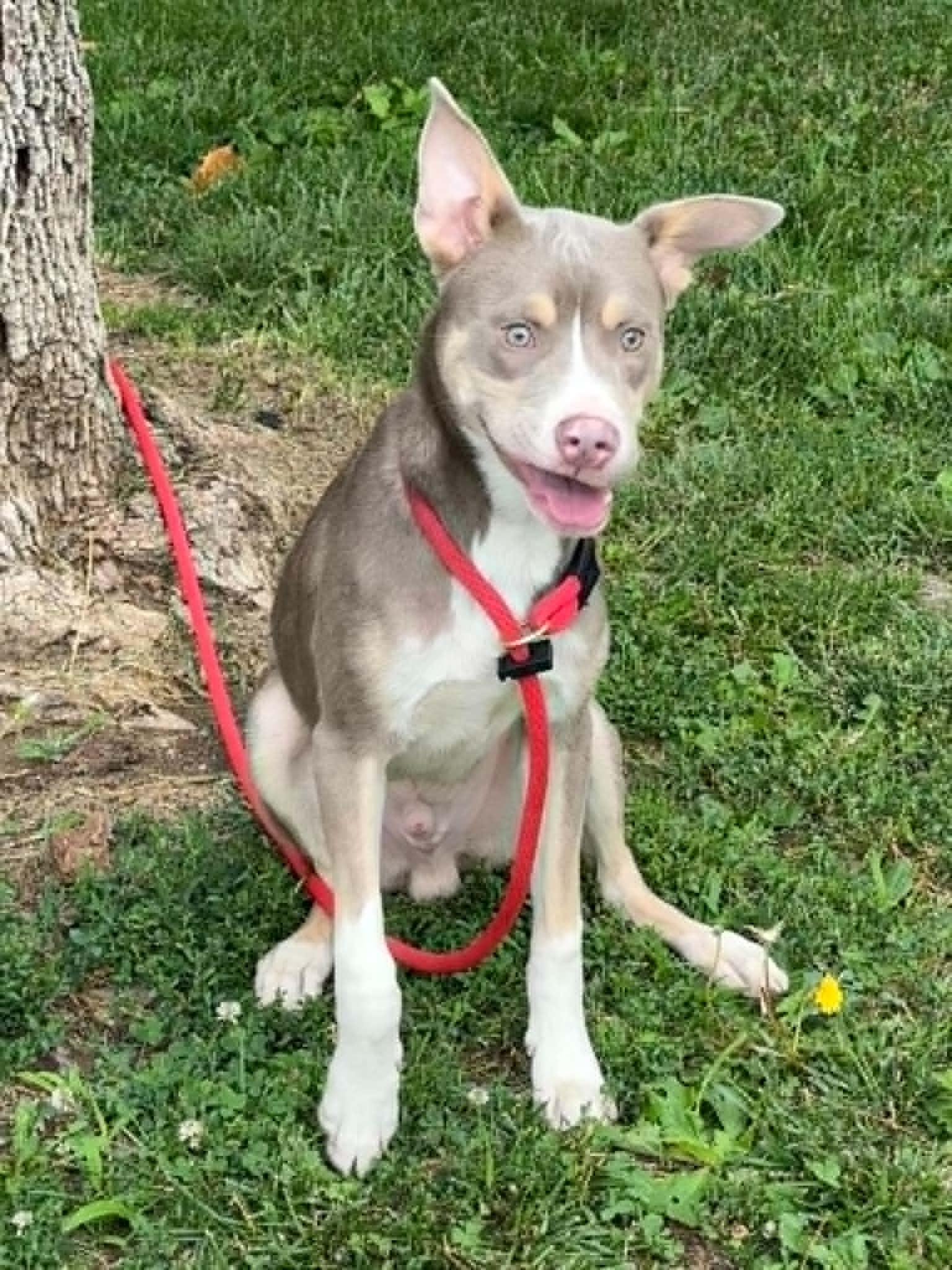Enlarge Chaos, a ADOPTABLE mixed breed in Springfield, IL image 6/6