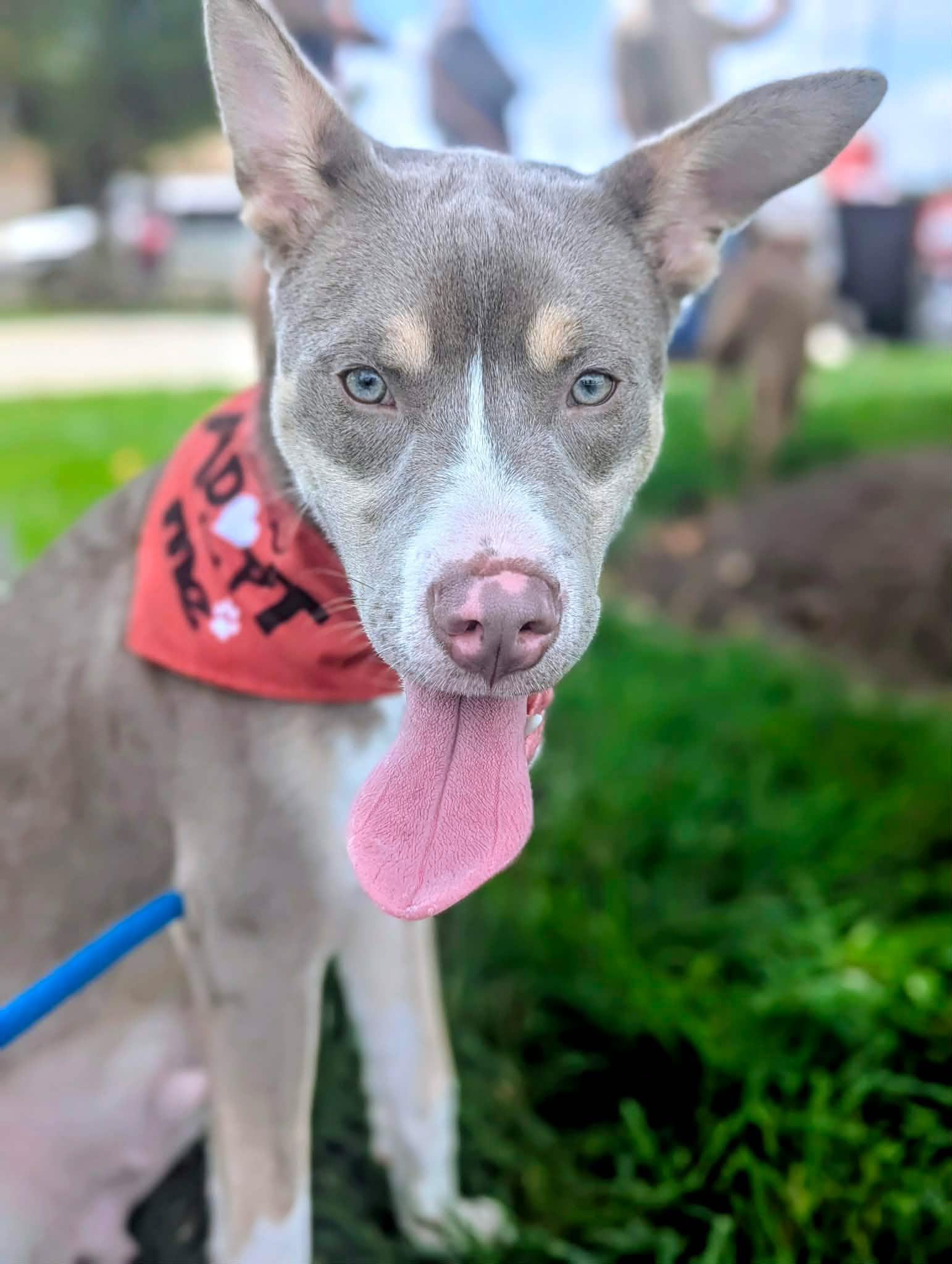 Enlarge Chaos, a ADOPTABLE mixed breed in Springfield, IL image 2/6