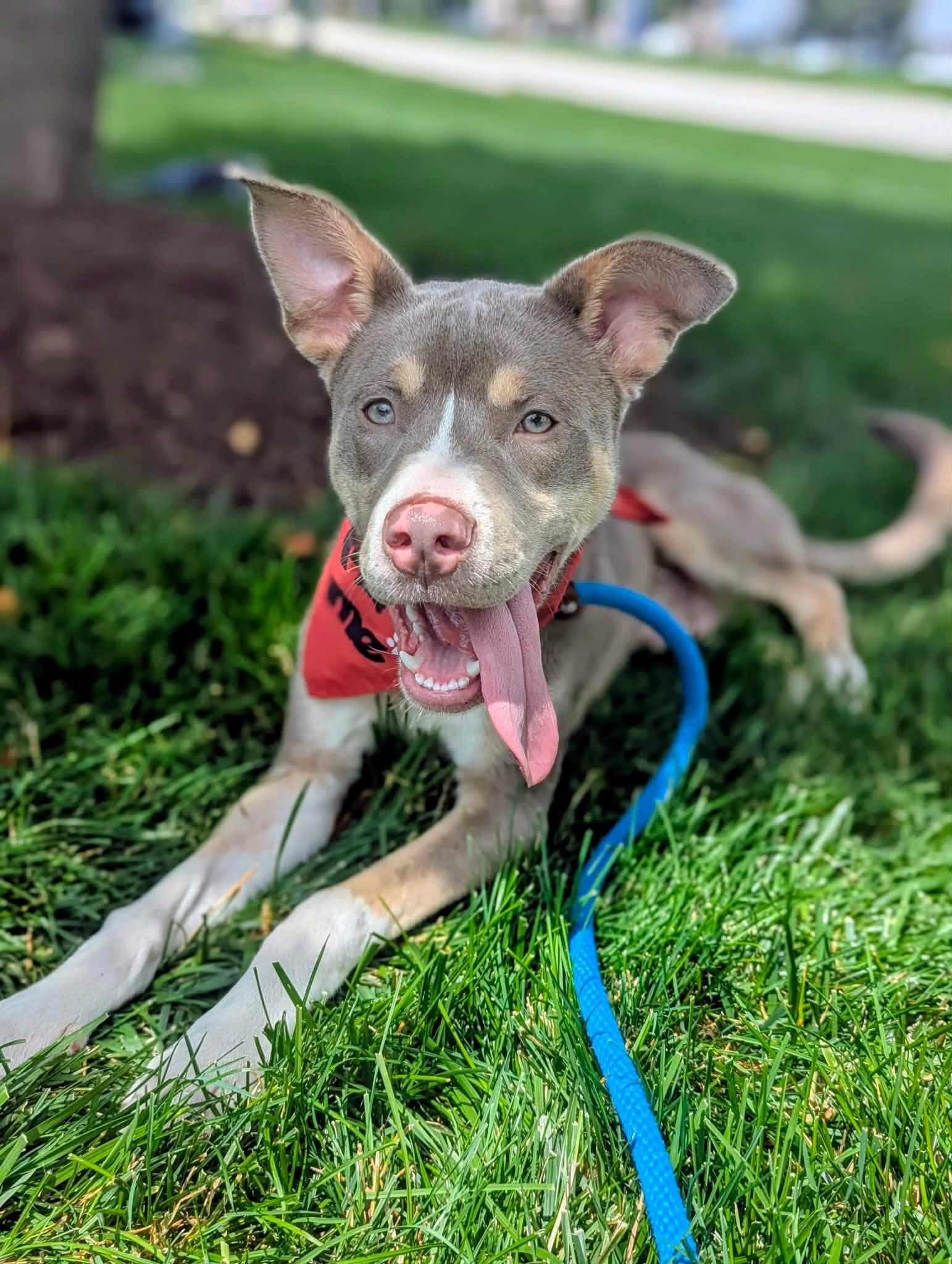 Chaos, ADOPTABLE, Young Male Husky.